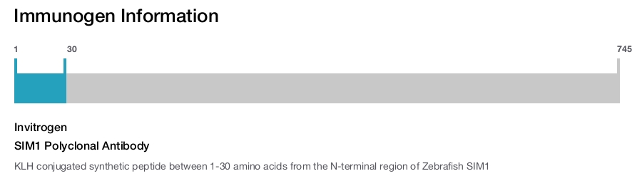 SIM1 Polyclonal Antibody