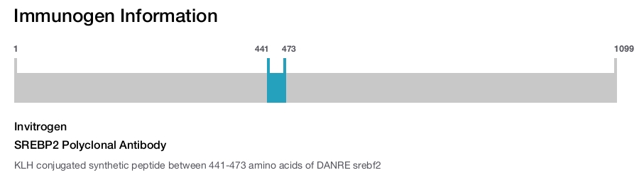 SREBP2 Polyclonal Antibody