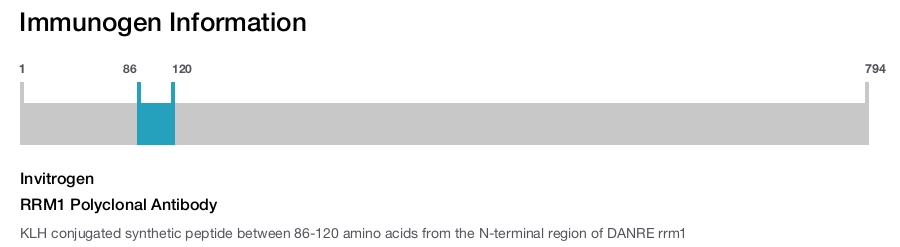 RRM1 Polyclonal Antibody
