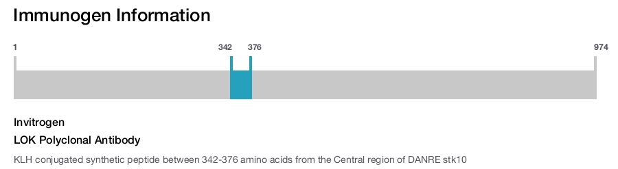 LOK Polyclonal Antibody