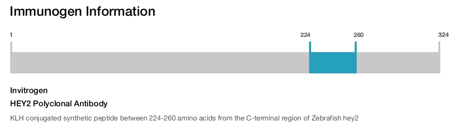 HEY2 Polyclonal Antibody