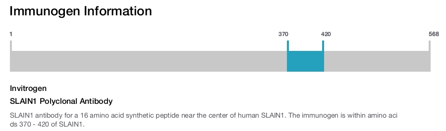 SLAIN1 Polyclonal Antibody