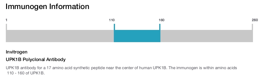 UPK1B Polyclonal Antibody