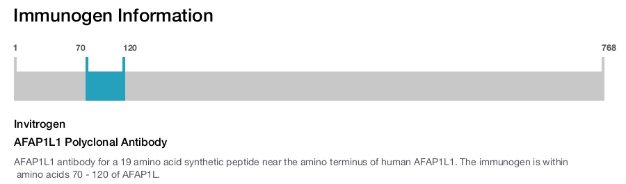 AFAP1L1 Polyclonal Antibody