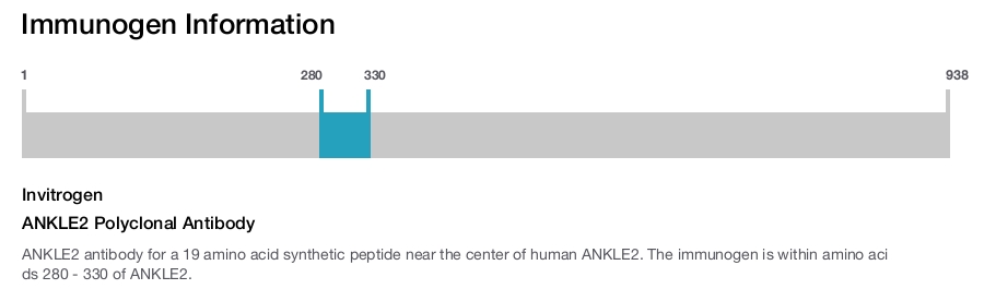 ANKLE2 Polyclonal Antibody