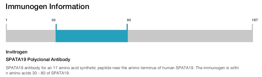 SPATA19 Polyclonal Antibody