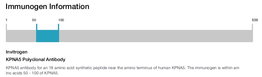 KPNA5 Polyclonal Antibody
