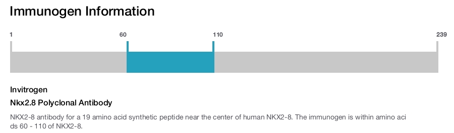 Nkx2.8 Polyclonal Antibody
