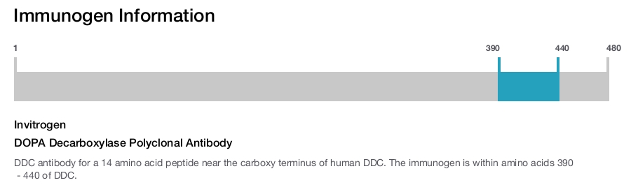 DOPA Decarboxylase Polyclonal Antibody