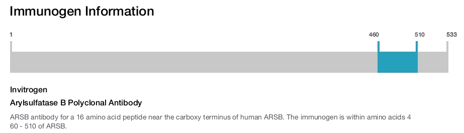 Arylsulfatase B Polyclonal Antibody