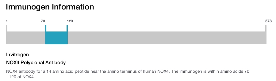 NOX4 Polyclonal Antibody