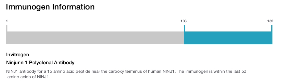 Ninjurin 1 Polyclonal Antibody
