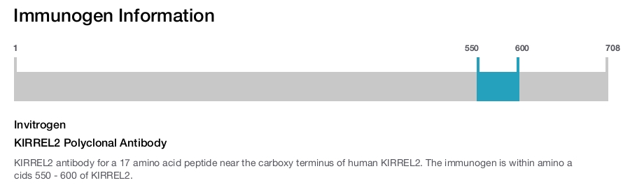 KIRREL2 Polyclonal Antibody