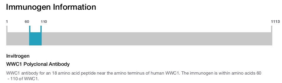 WWC1 Polyclonal Antibody