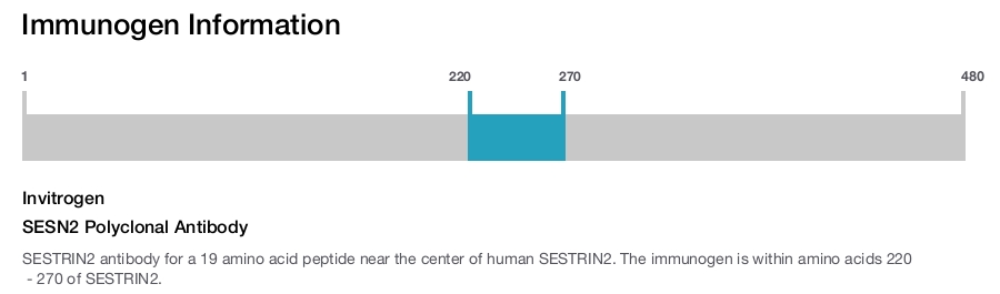 SESN2 Polyclonal Antibody