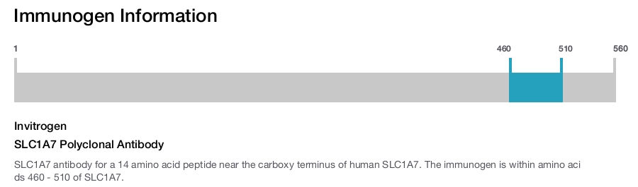 SLC1A7 Polyclonal Antibody