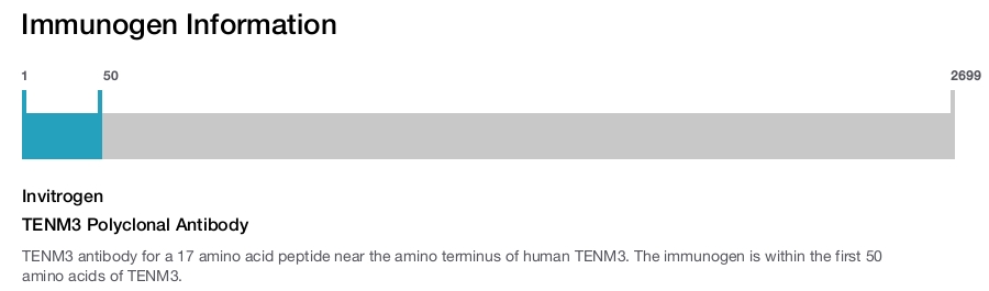 TENM3 Polyclonal Antibody
