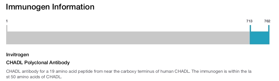 CHADL Polyclonal Antibody