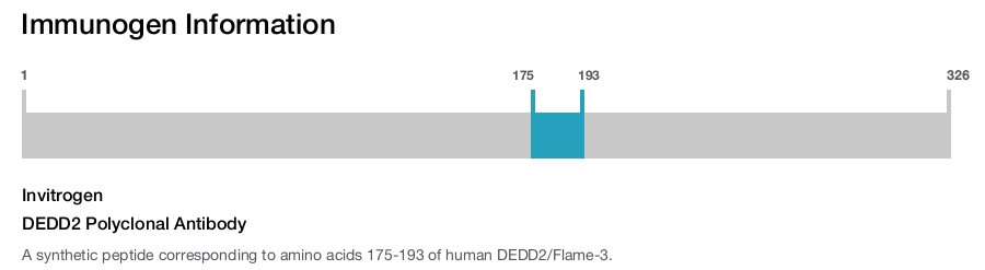 DEDD2 Polyclonal Antibody