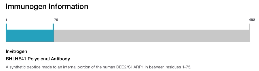 BHLHE41 Polyclonal Antibody