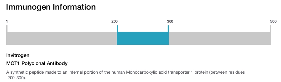 MCT1 Polyclonal Antibody