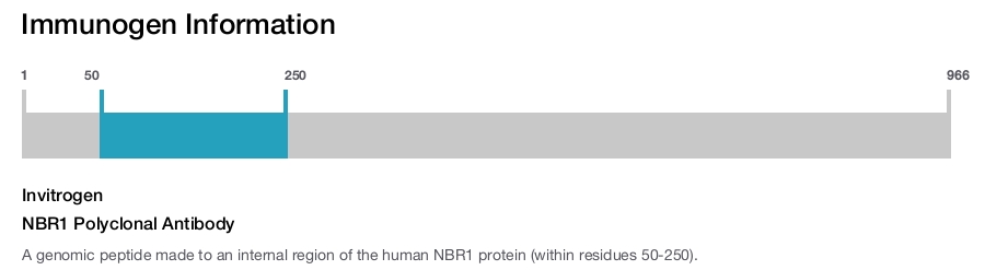 NBR1 Polyclonal Antibody