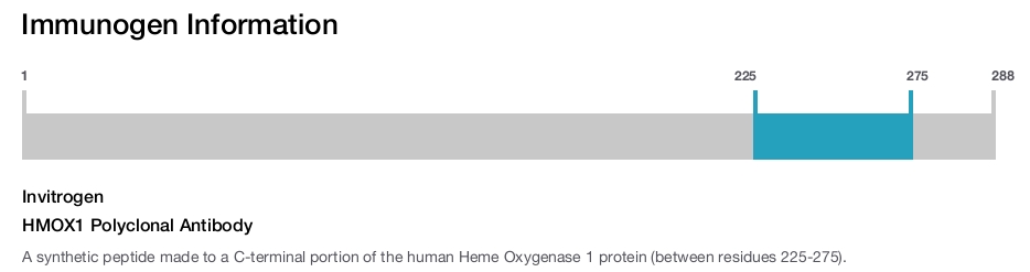HMOX1 Polyclonal Antibody