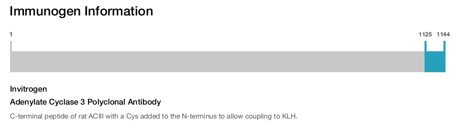 Adenylate Cyclase 3 Polyclonal Antibody
