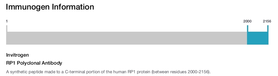 RP1 Polyclonal Antibody