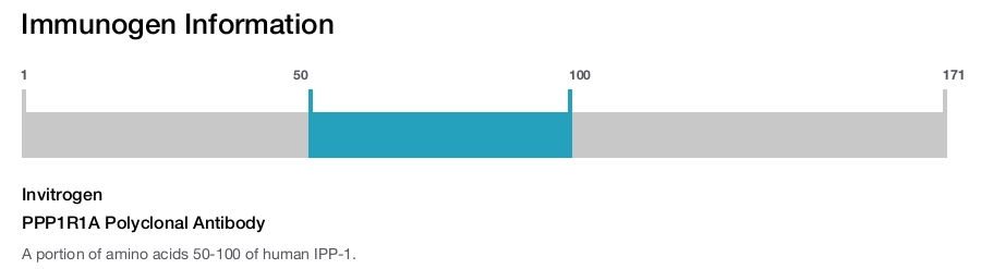 PPP1R1A Polyclonal Antibody