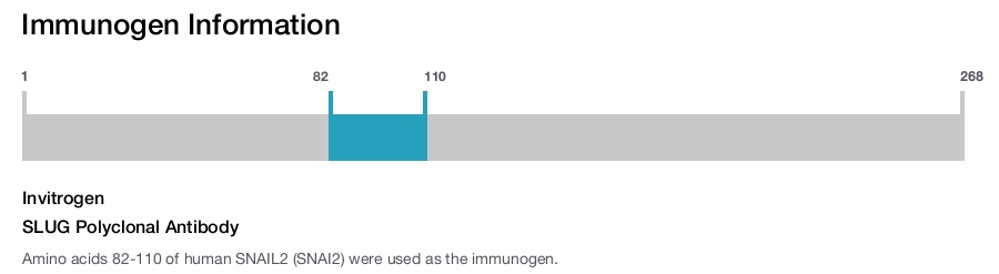 SLUG Polyclonal Antibody