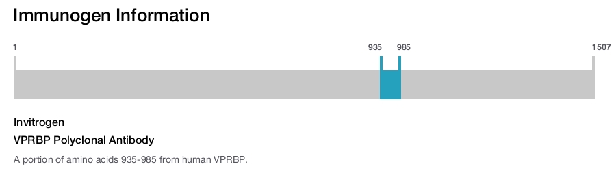 VPRBP Polyclonal Antibody