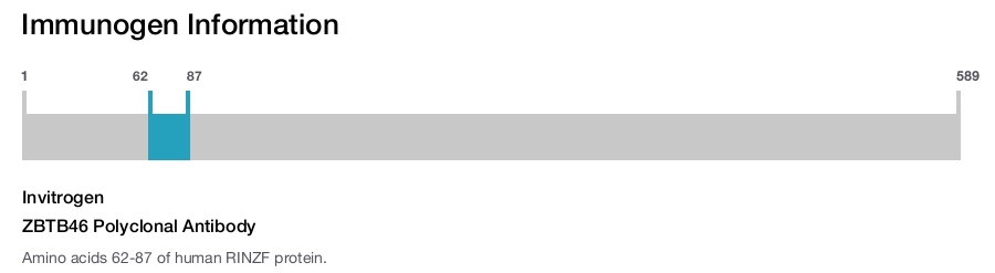 ZBTB46 Polyclonal Antibody