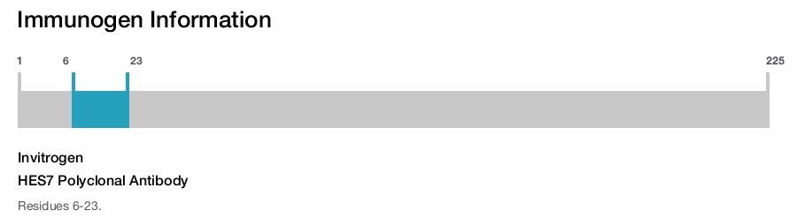 HES7 Polyclonal Antibody