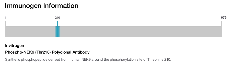 Phospho-NEK9 (Thr210) Polyclonal Antibody