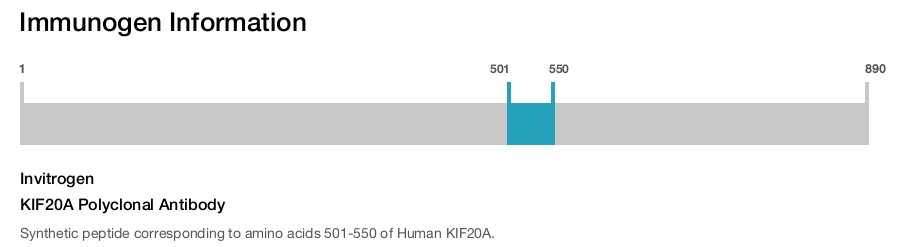 KIF20A Polyclonal Antibody