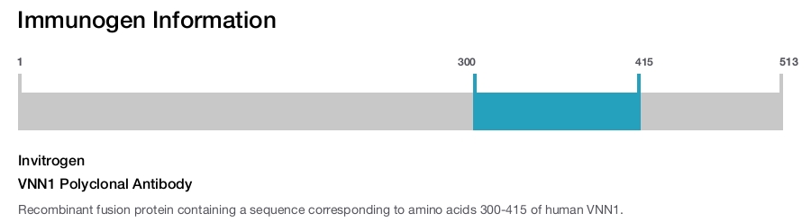 VNN1 Polyclonal Antibody