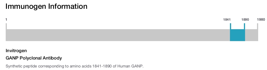 GANP Polyclonal Antibody