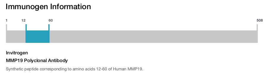 MMP19 Polyclonal Antibody