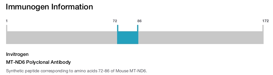 MT-ND6 Polyclonal Antibody