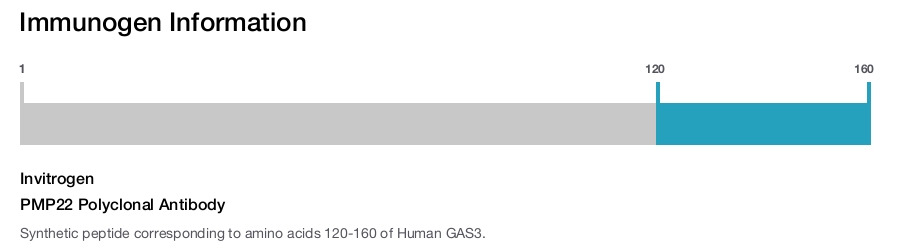 PMP22 Polyclonal Antibody