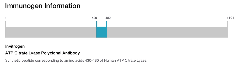 ATP Citrate Lyase Polyclonal Antibody