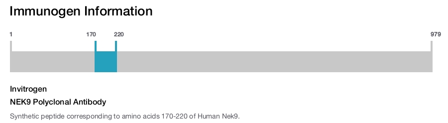 NEK9 Polyclonal Antibody