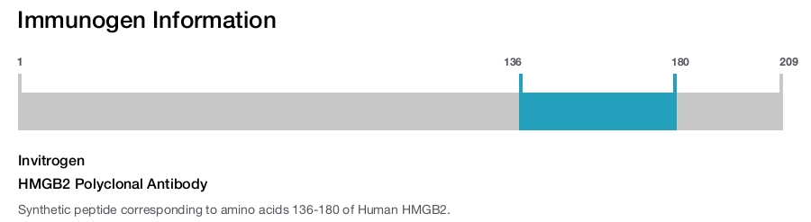 HMGB2 Polyclonal Antibody
