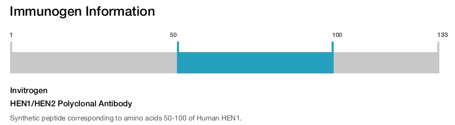 HEN1/HEN2 Polyclonal Antibody