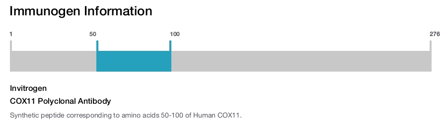 COX11 Polyclonal Antibody