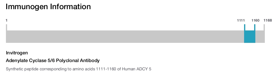 Adenylate Cyclase 5/6 Polyclonal Antibody