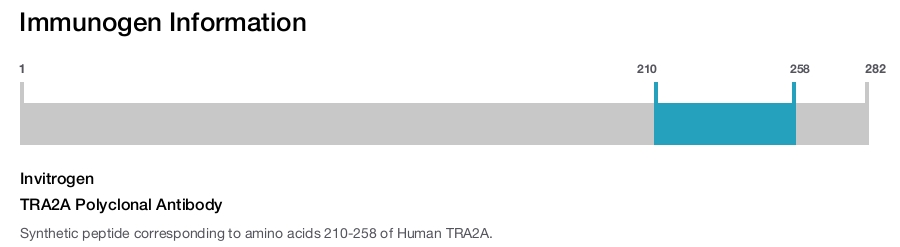TRA2A Polyclonal Antibody