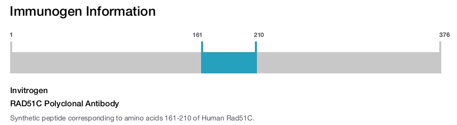 RAD51C Polyclonal Antibody