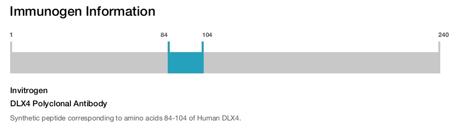 DLX4 Polyclonal Antibody